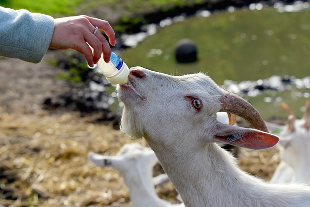 white goat, animal, kid