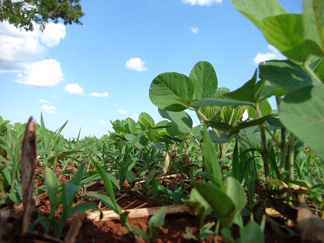 plantation, soy, planting