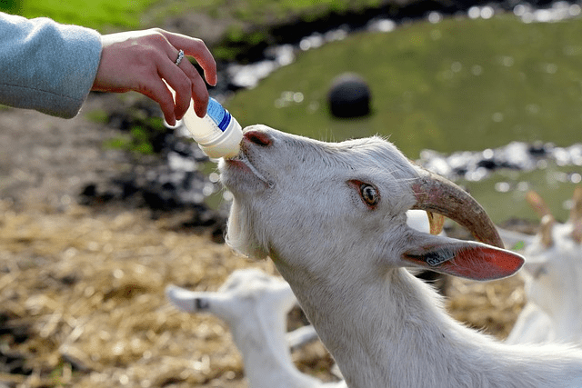 geitenmelk babyvoeding